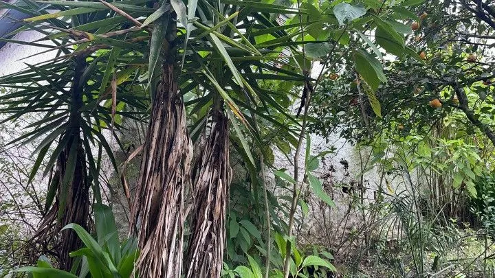Chácara à venda de 7 ha em Nova Hartz, RS, Brasil
