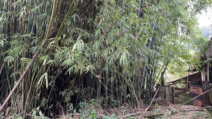 Chácara à venda de 7 ha em Nova Hartz, RS, Brasil