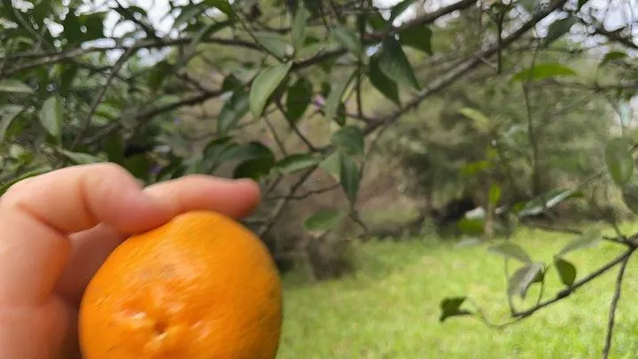 Chácara à venda de 7 ha em Nova Hartz, RS, Brasil