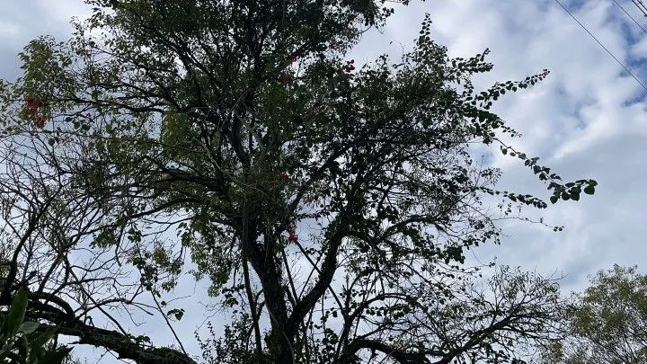 Chácara à venda de 7 ha em Nova Hartz, RS, Brasil