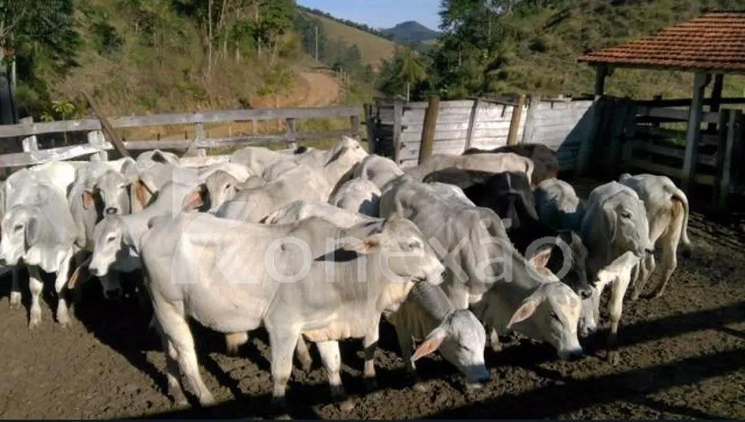 Fazenda à venda de 90 ha em Natividade da Serra, SP, Brasil