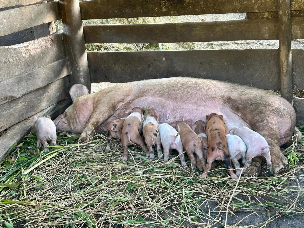 Fazenda à venda de 53 ha em Natividade da Serra, SP, Brasil