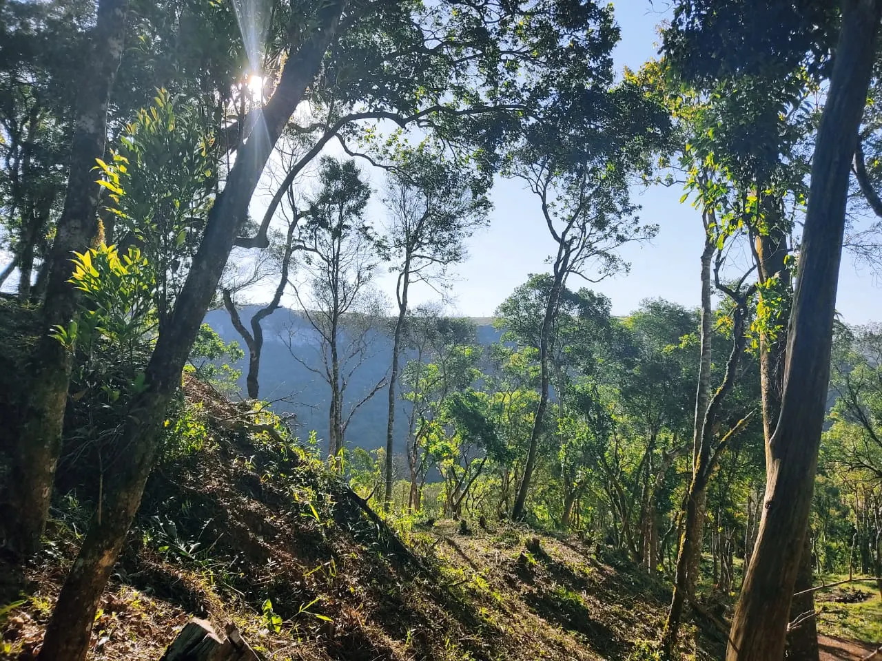 Terreno à venda e para Arrendar de 2 ha em Campo Largo, PR, Brasil
