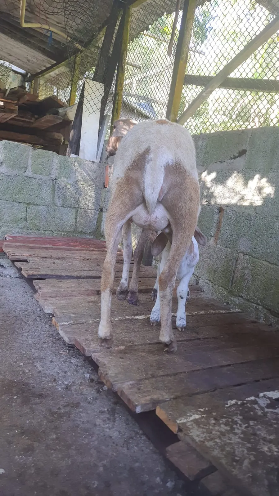 Sítio à venda de 24 ha em Mongaguá, SP, Brasil