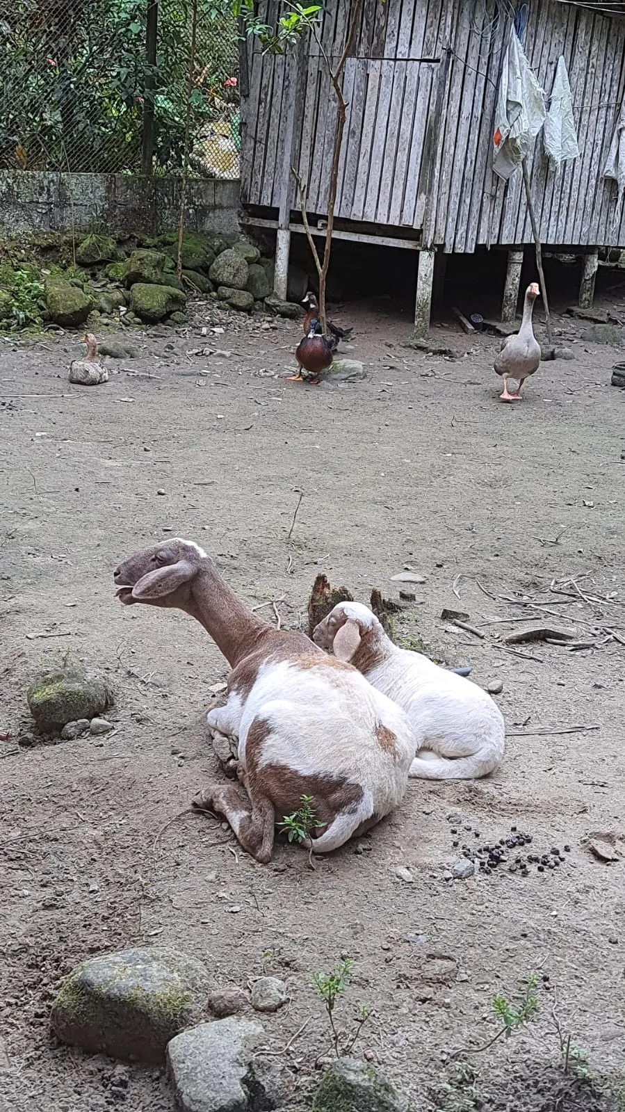 Sítio à venda de 24 ha em Mongaguá, SP, Brasil
