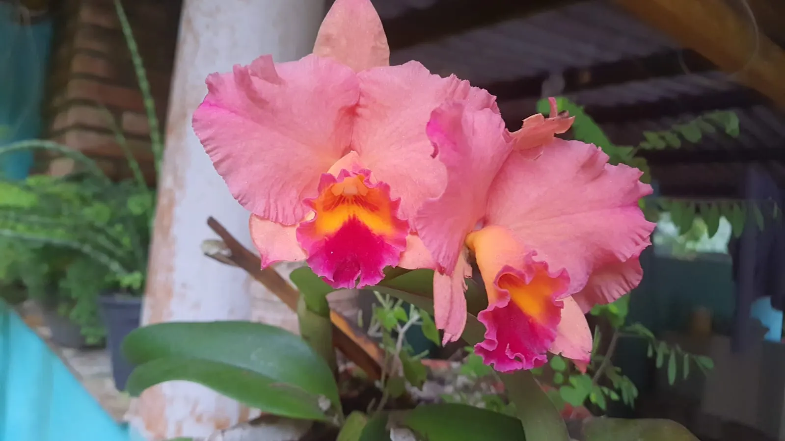 Sítio à venda de 24 ha em Mongaguá, SP, Brasil