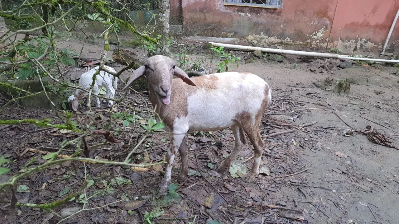 Sítio à venda de 24 ha em Mongaguá, SP, Brasil