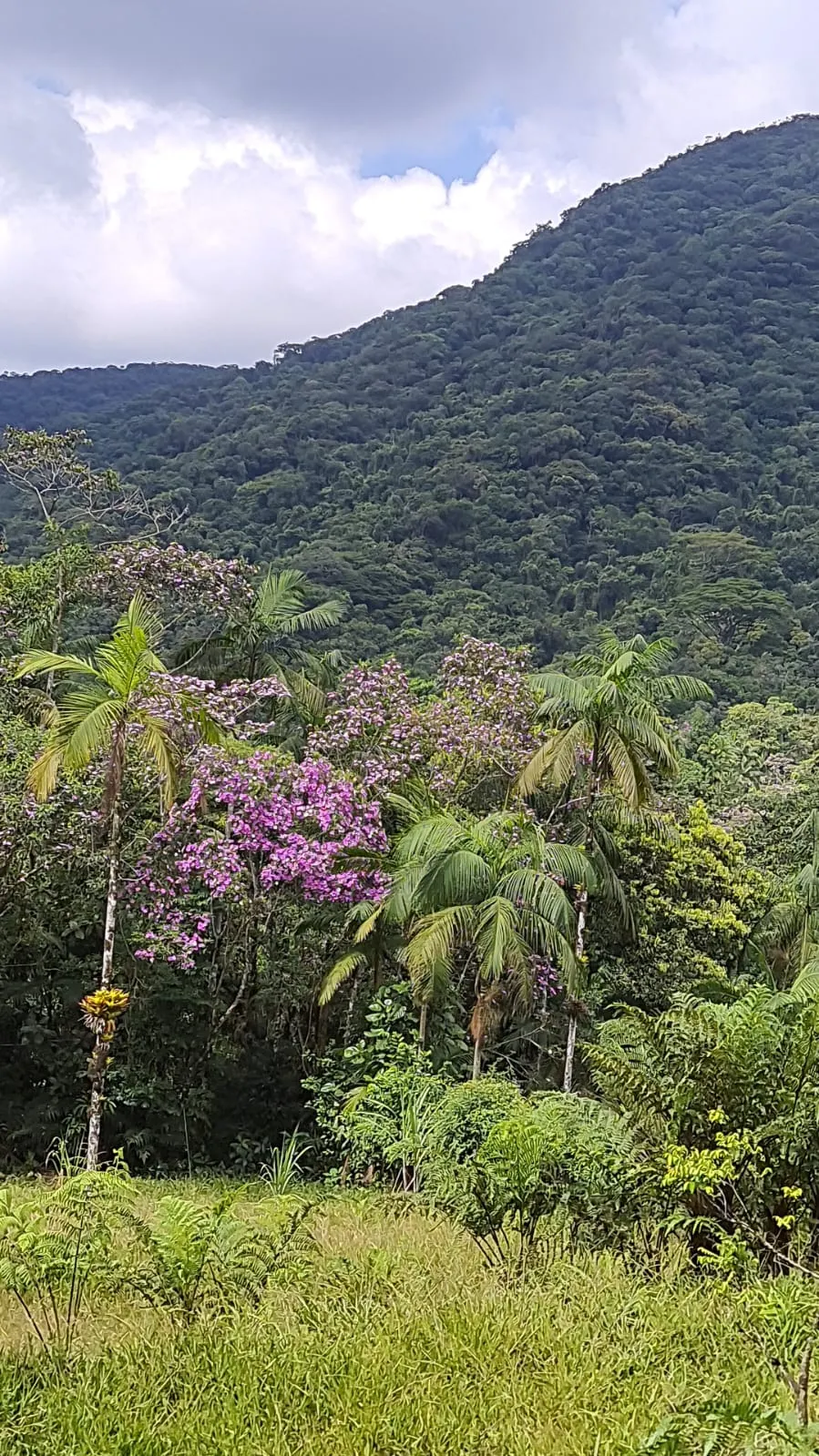 Sítio à venda de 24 ha em Mongaguá, SP, Brasil
