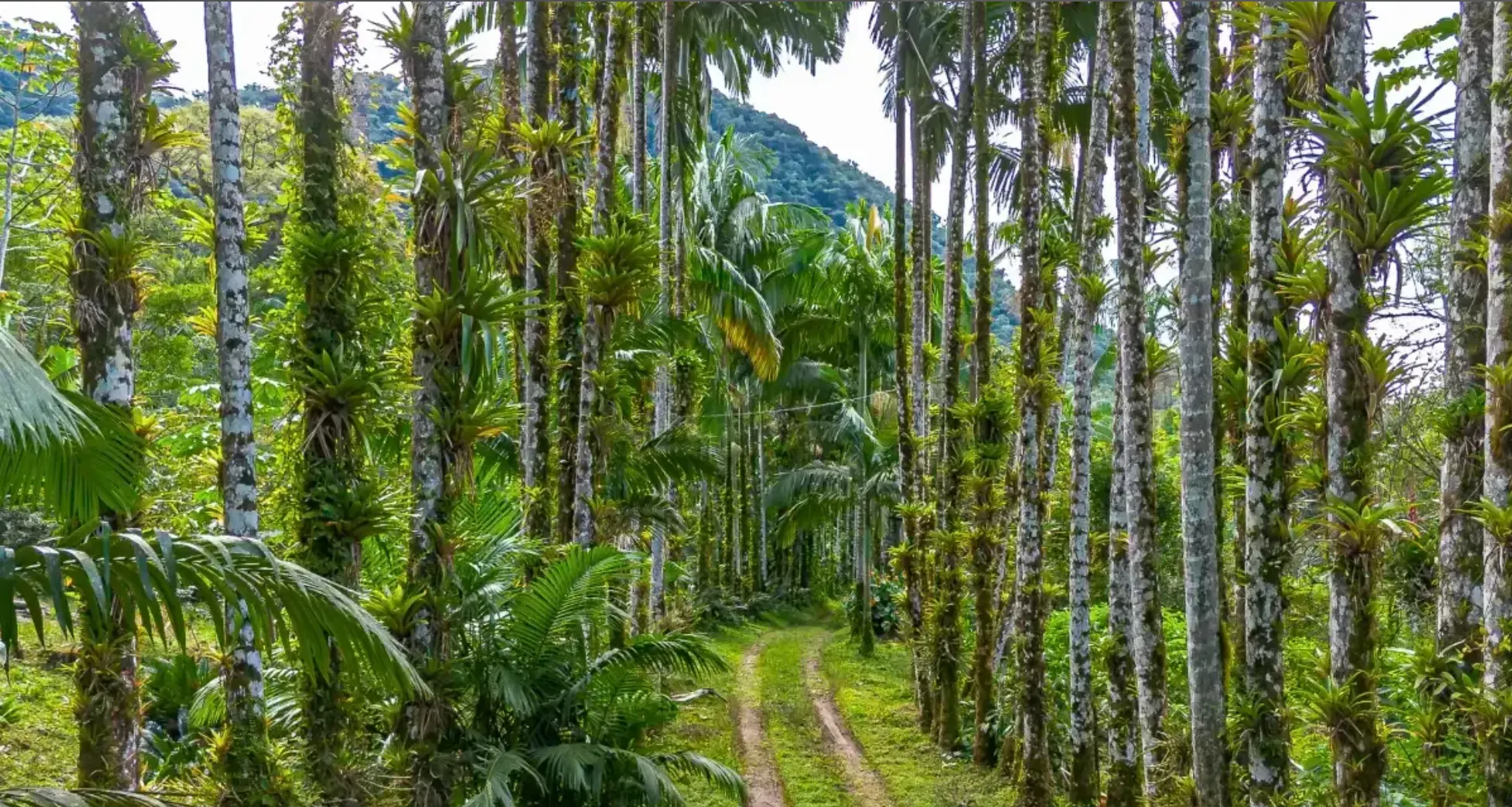 Small farm for sale of 157 acres in Morretes, PR, Brazil