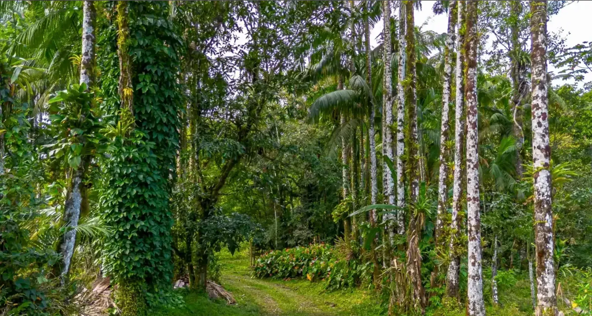 Small farm for sale of 157 acres in Morretes, PR, Brazil