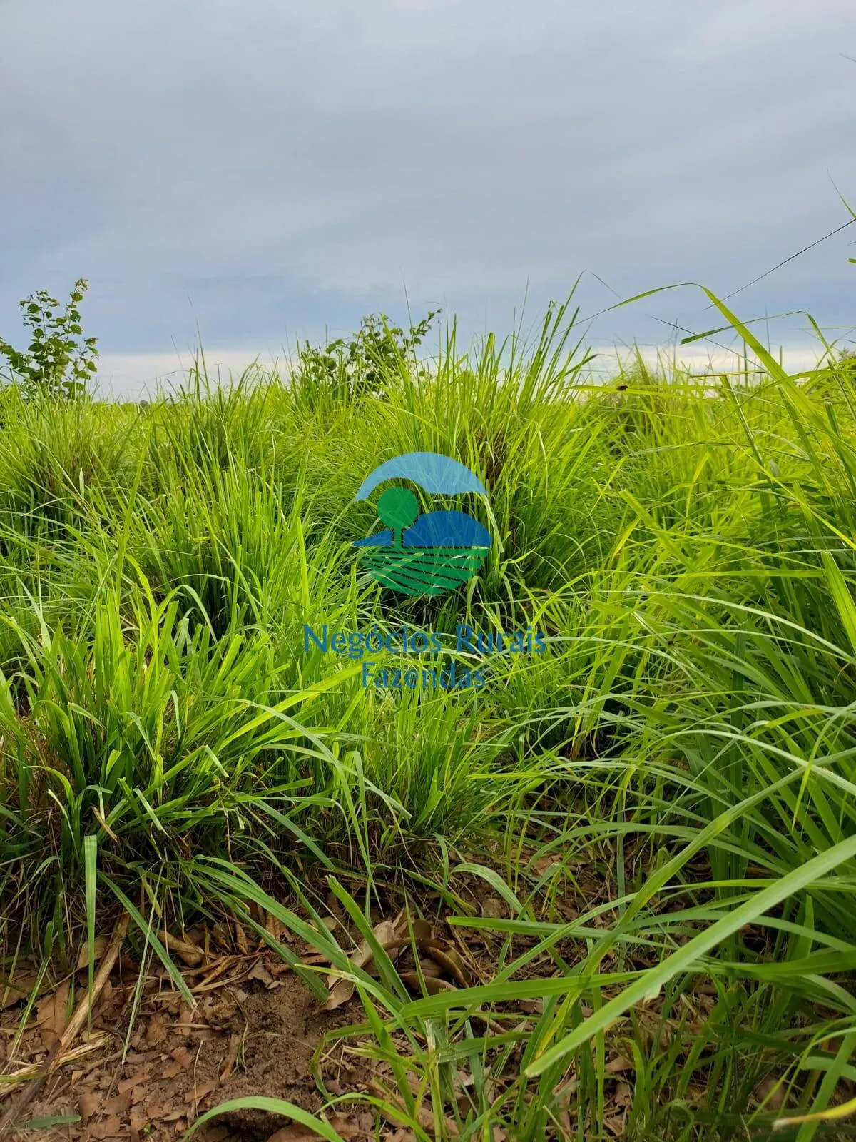 Fazenda à venda de 2.095 ha em Paranã, TO, Brasil