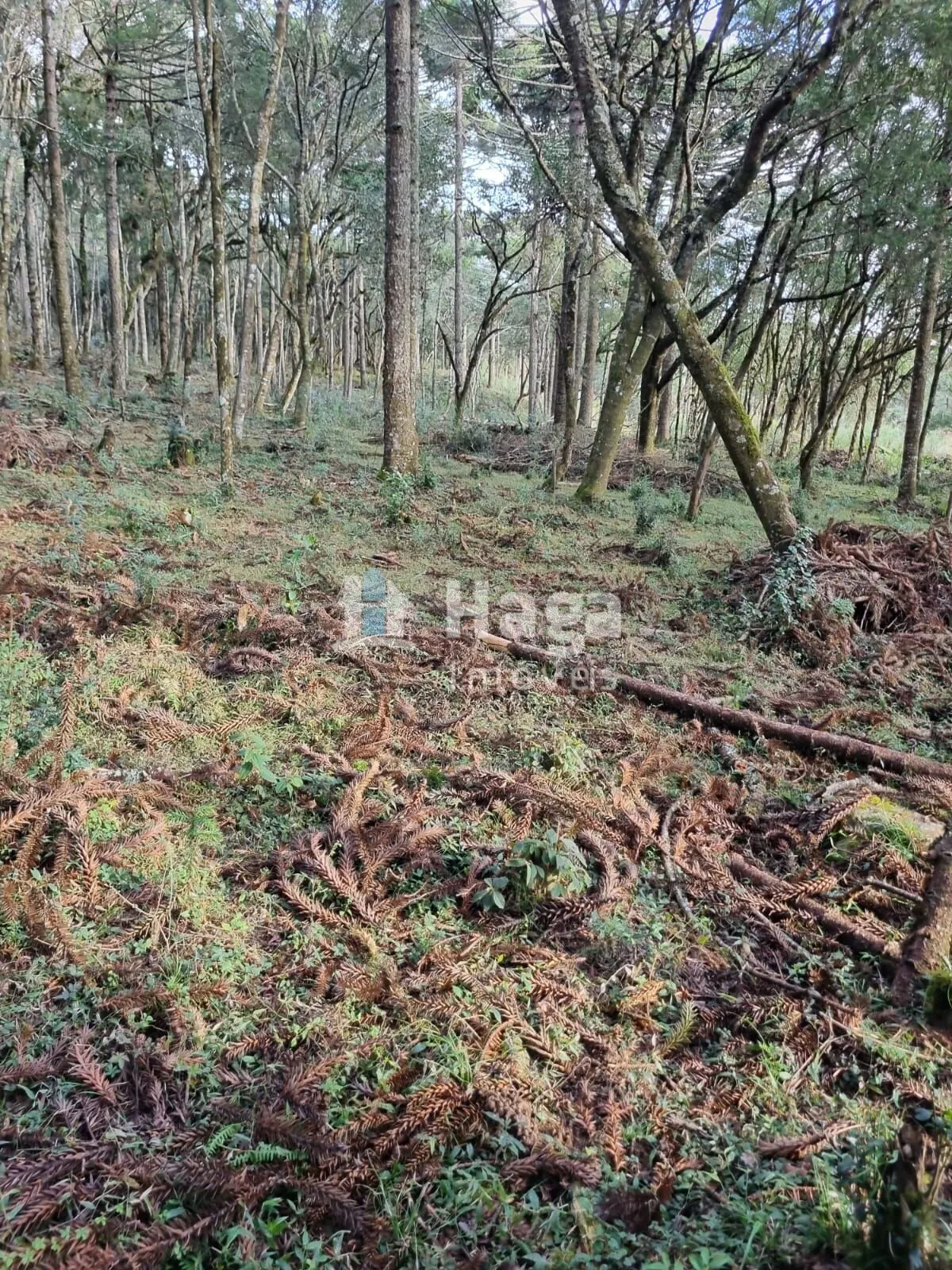 Fazenda à venda de 5 ha em Bom Jardim da Serra, SC, Brasil