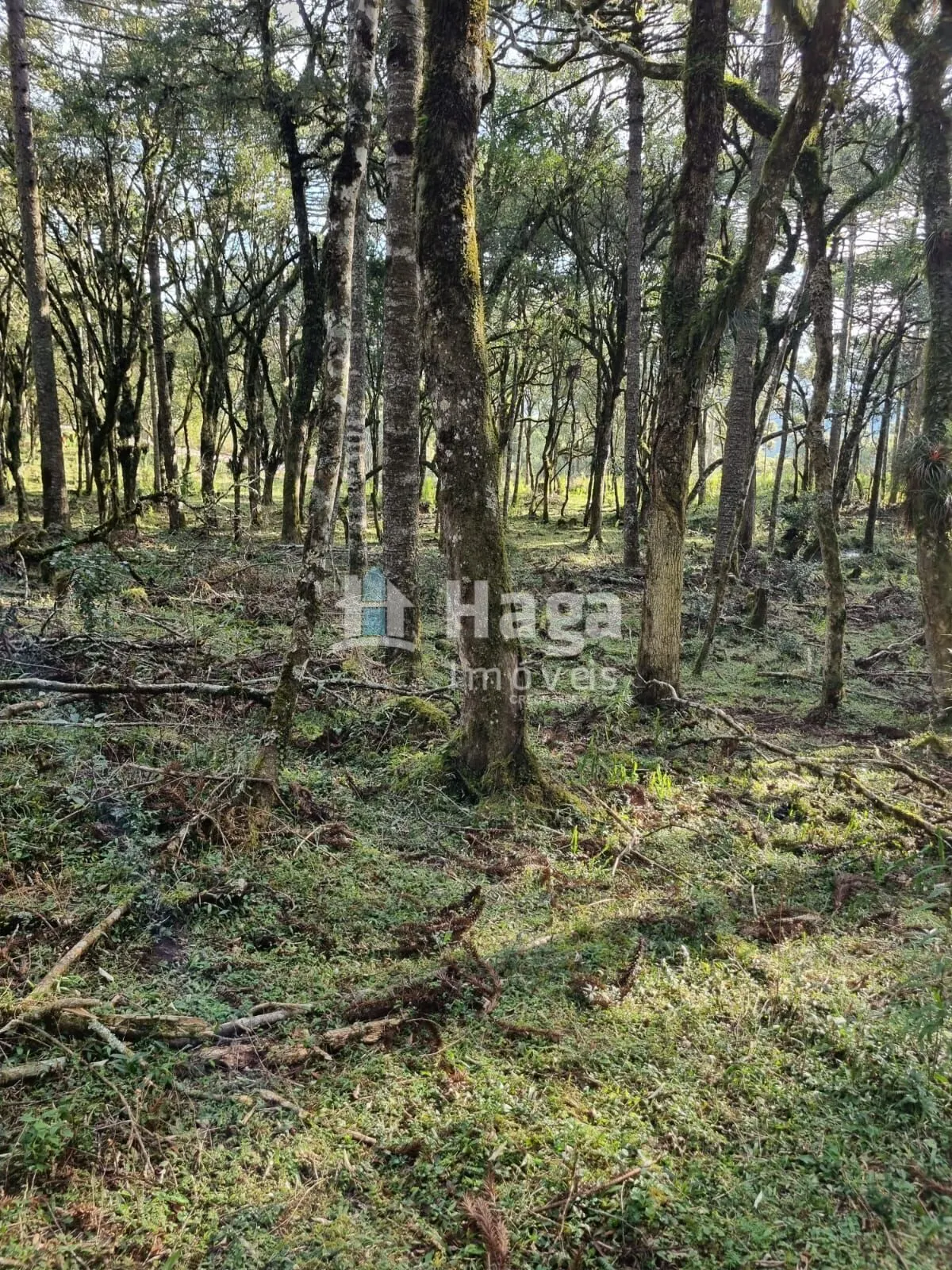 Fazenda à venda de 5 ha em Bom Jardim da Serra, SC, Brasil