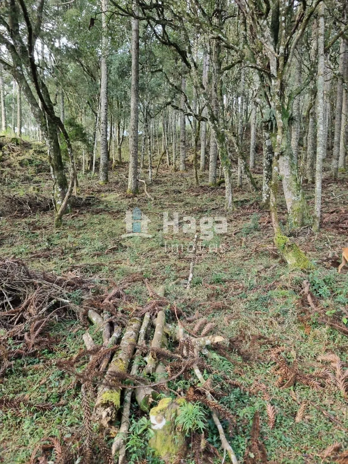 Fazenda à venda de 5 ha em Bom Jardim da Serra, SC, Brasil