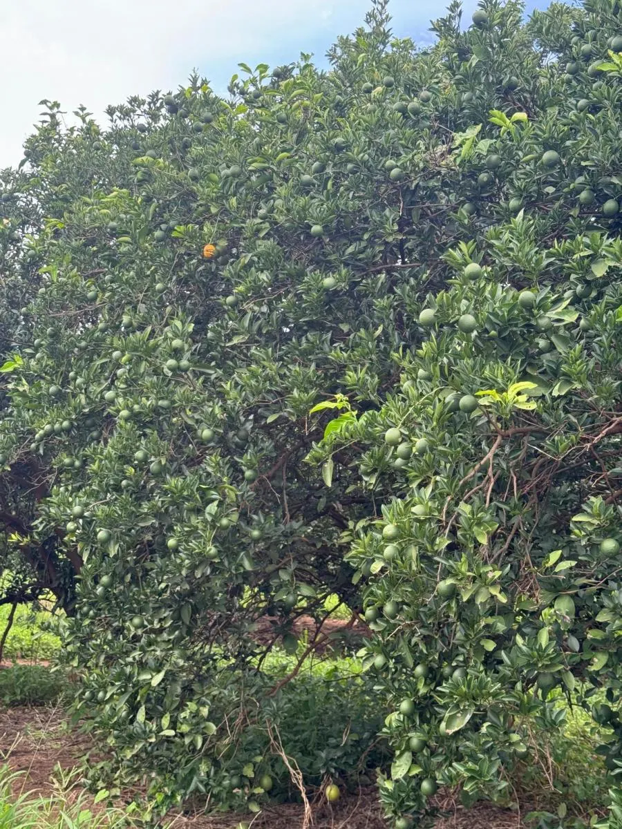 Fazenda à venda de 390 ha em Votuporanga, SP, Brasil