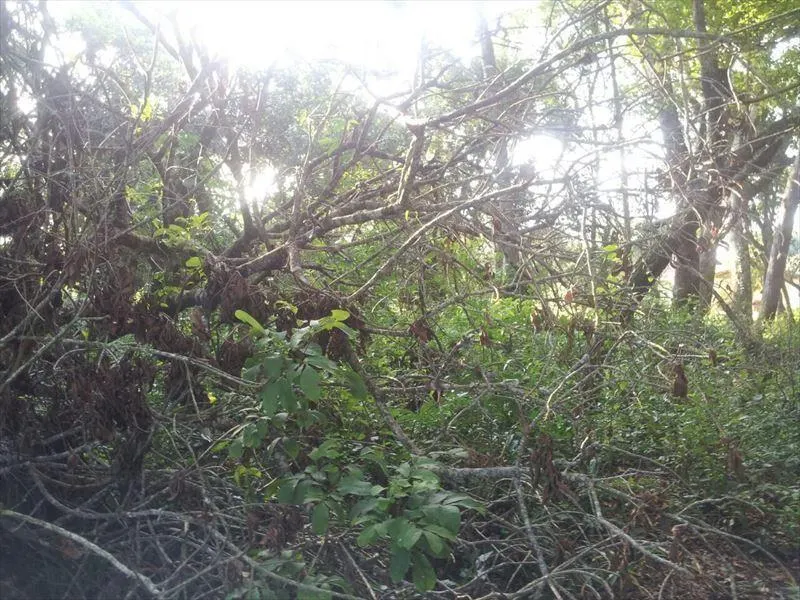 Sítio à venda de 15 ha em Capela do Alto, SP, Brasil