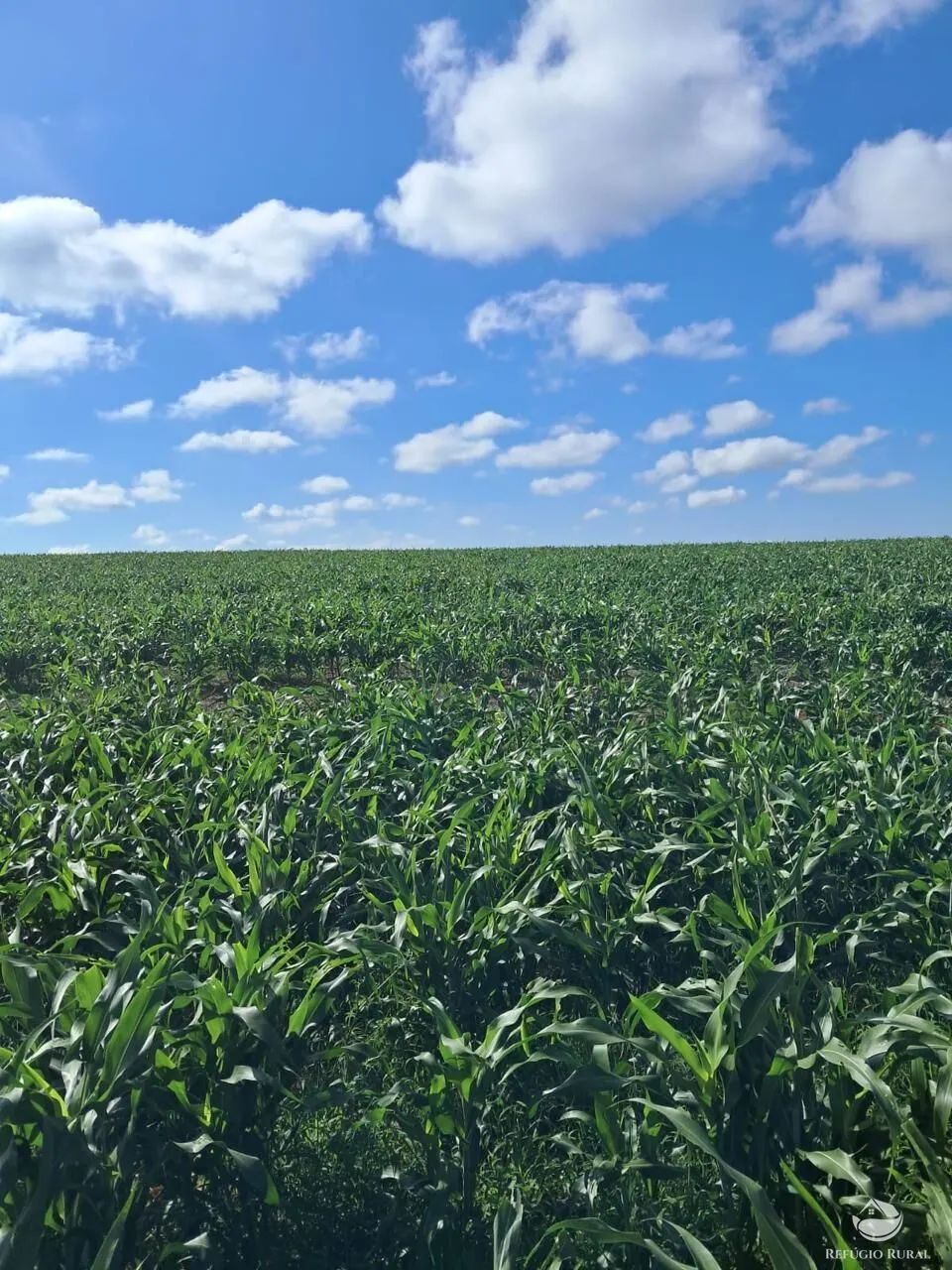 Fazenda à venda de 700 ha em Cristais, MG, Brasil