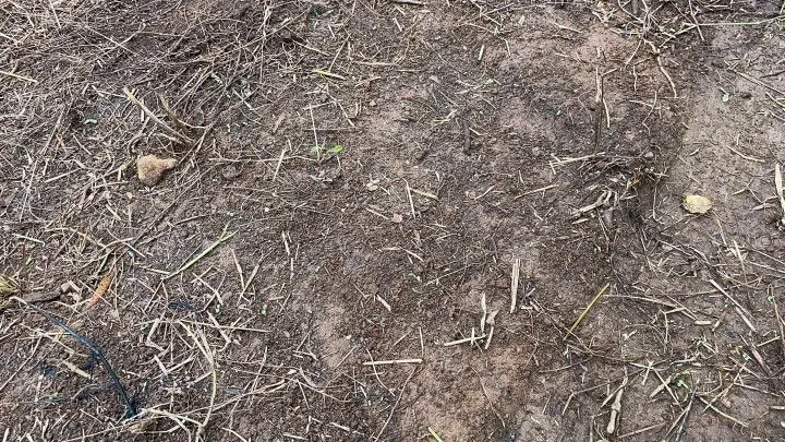 Chácara à venda de 4 ha em Rolante, RS, Brasil