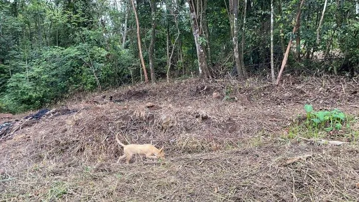 Chácara à venda de 4 ha em Rolante, RS, Brasil