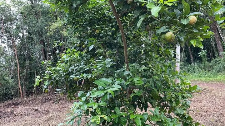 Chácara à venda de 4 ha em Rolante, RS, Brasil