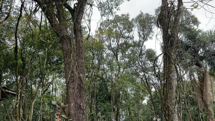 Chácara à venda de 4 ha em Rolante, RS, Brasil