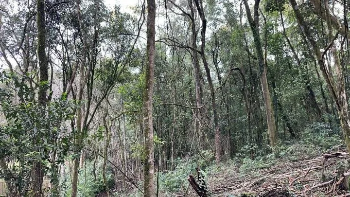 Chácara à venda de 4 ha em Rolante, RS, Brasil