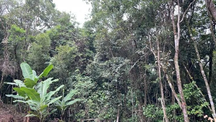 Chácara à venda de 4 ha em Rolante, RS, Brasil