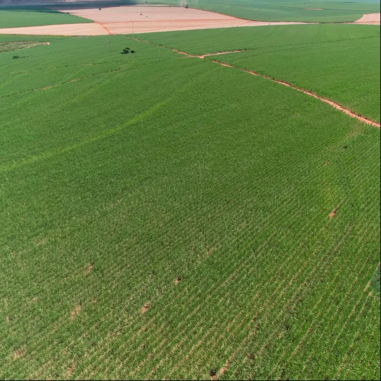 Fazenda à venda de 920 ha em Presidente Prudente, SP, Brasil