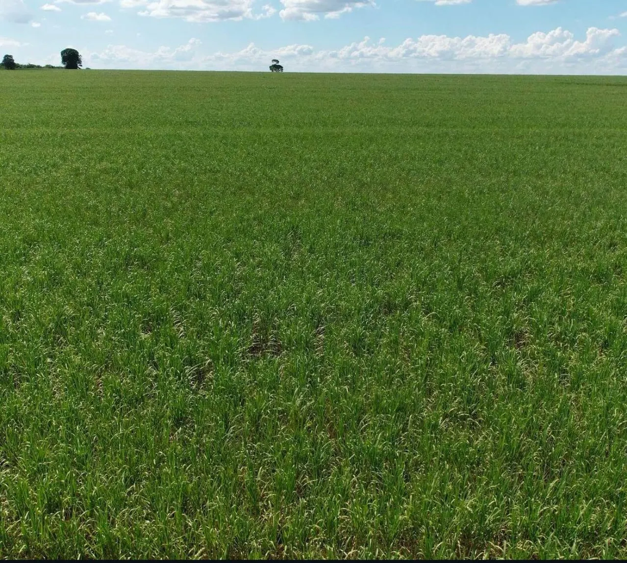 Fazenda à venda de 920 ha em Presidente Prudente, SP, Brasil