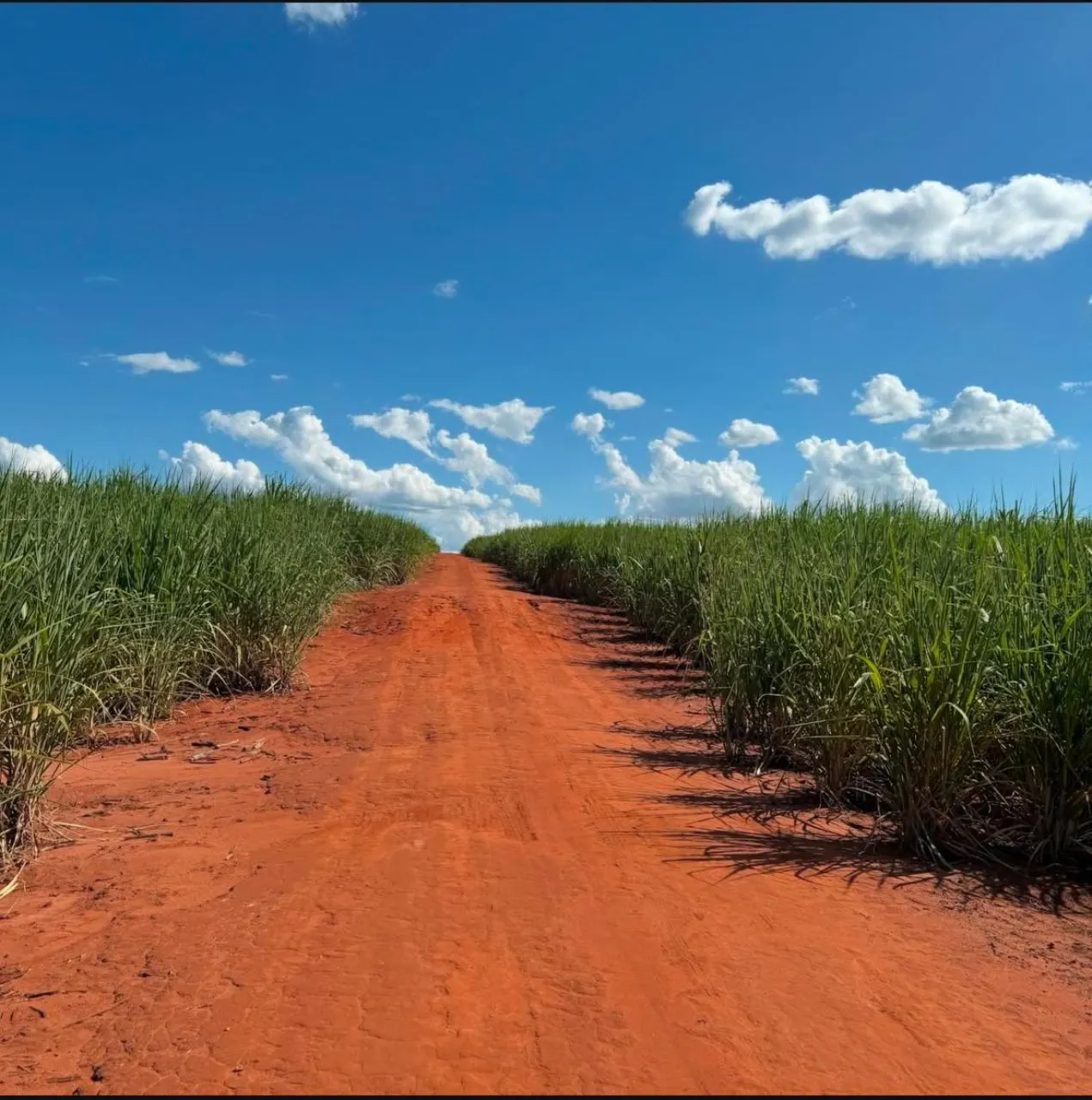 Fazenda à venda de 920 ha em Presidente Prudente, SP, Brasil