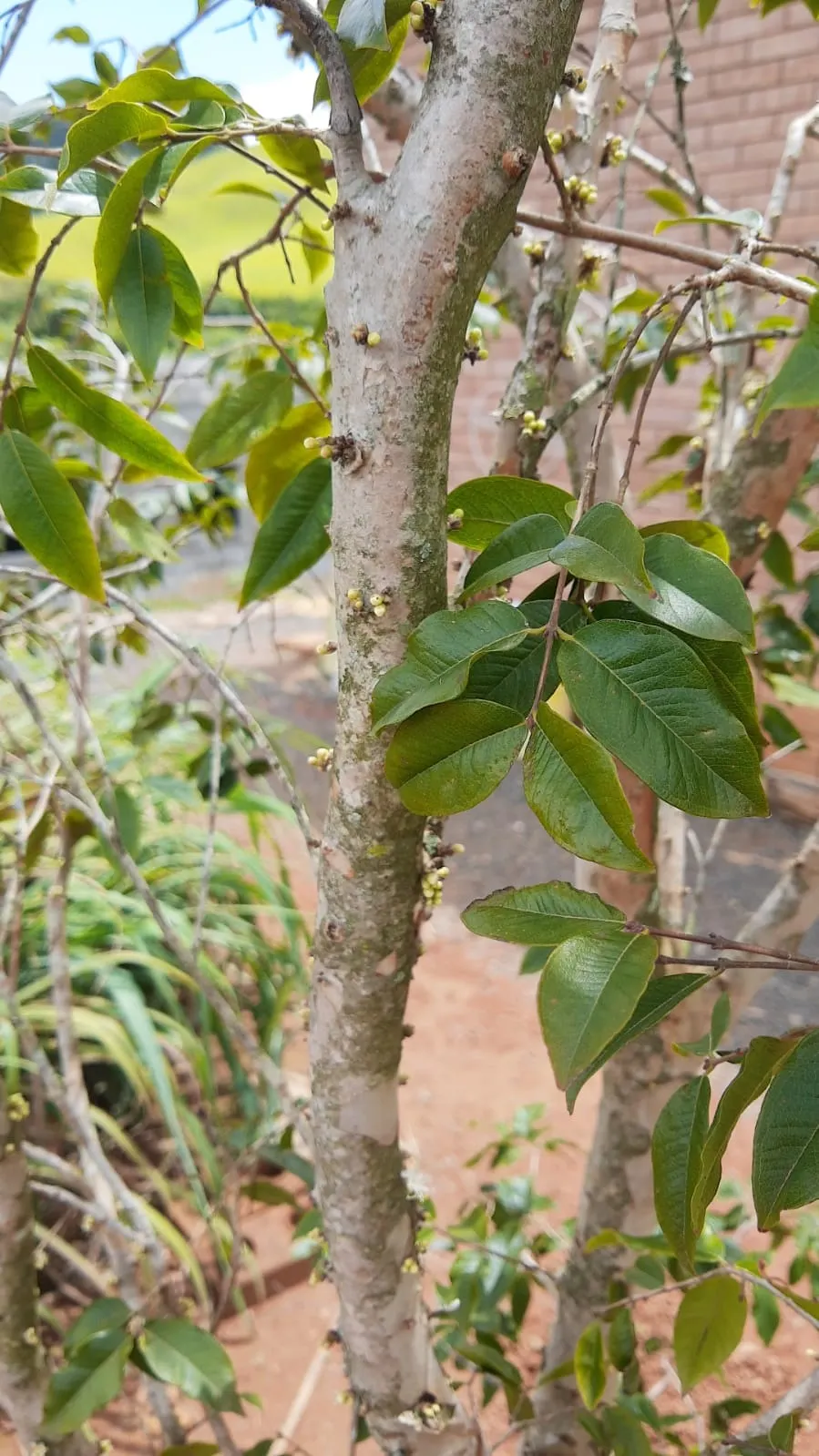 Country home for sale of 1 acres in Cambuí, MG, Brazil