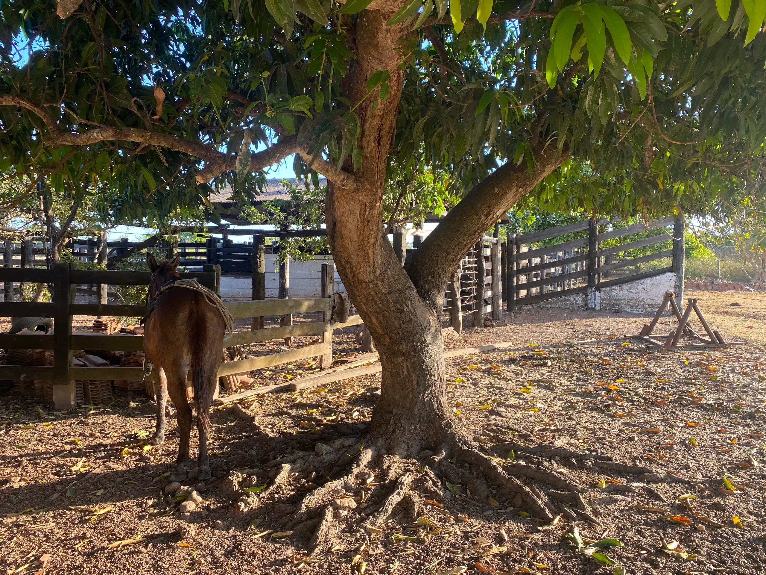 Fazenda à venda de 387 ha em Redenção, PA, Brasil