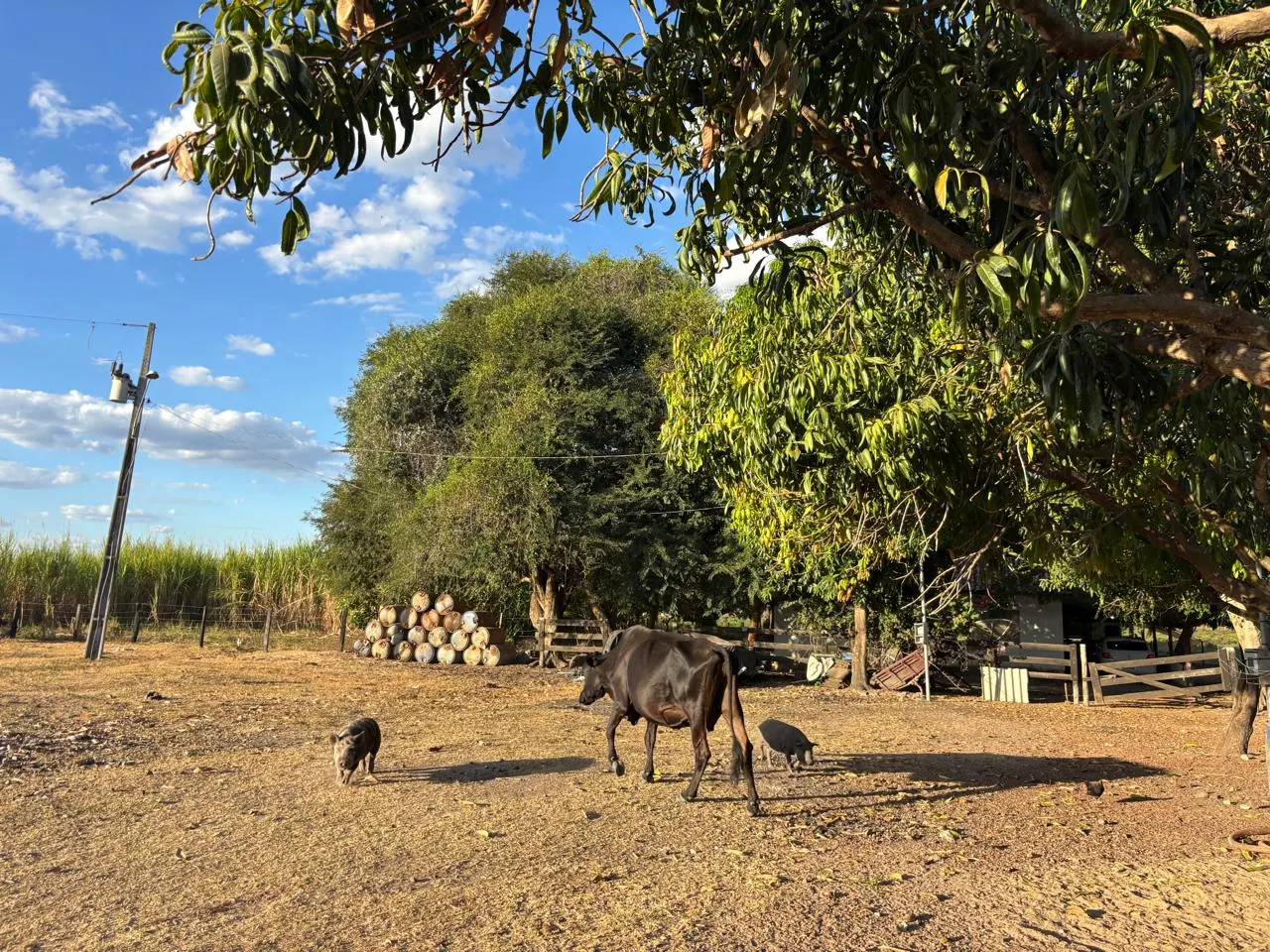 Fazenda à venda de 387 ha em Redenção, PA, Brasil