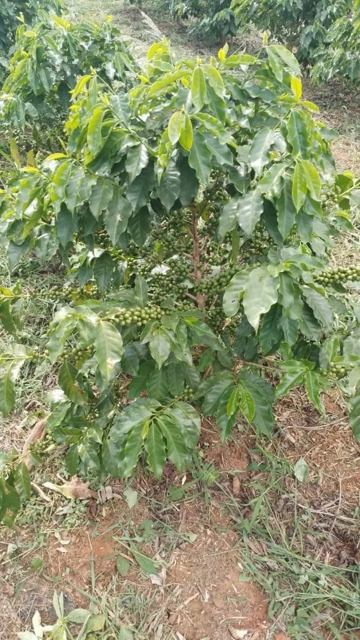 Chácara à venda de 1 ha em Ouro Fino, MG, Brasil
