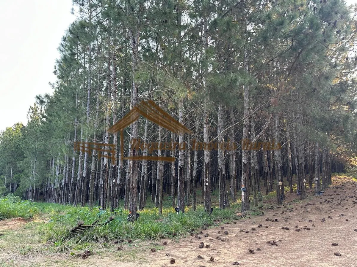 Fazenda à venda de 550 ha em Itapetininga, SP, Brasil