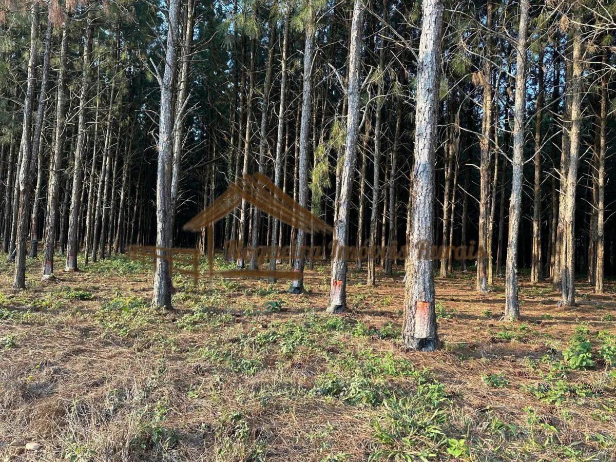 Fazenda à venda de 550 ha em Itapetininga, SP, Brasil