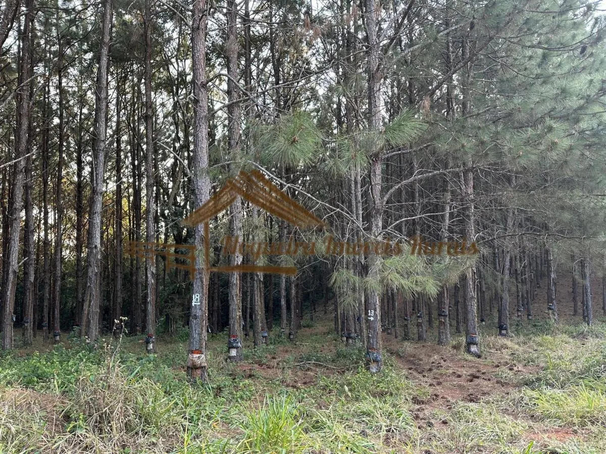 Fazenda à venda de 550 ha em Itapetininga, SP, Brasil
