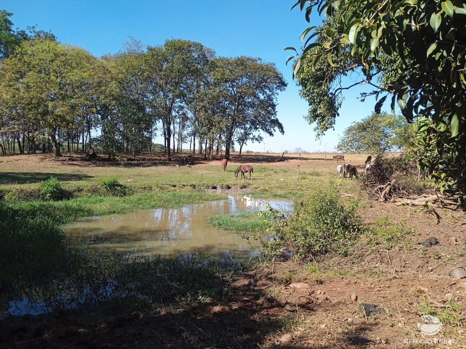 Sítio à venda de 4 ha em Miguelópolis, SP, Brasil