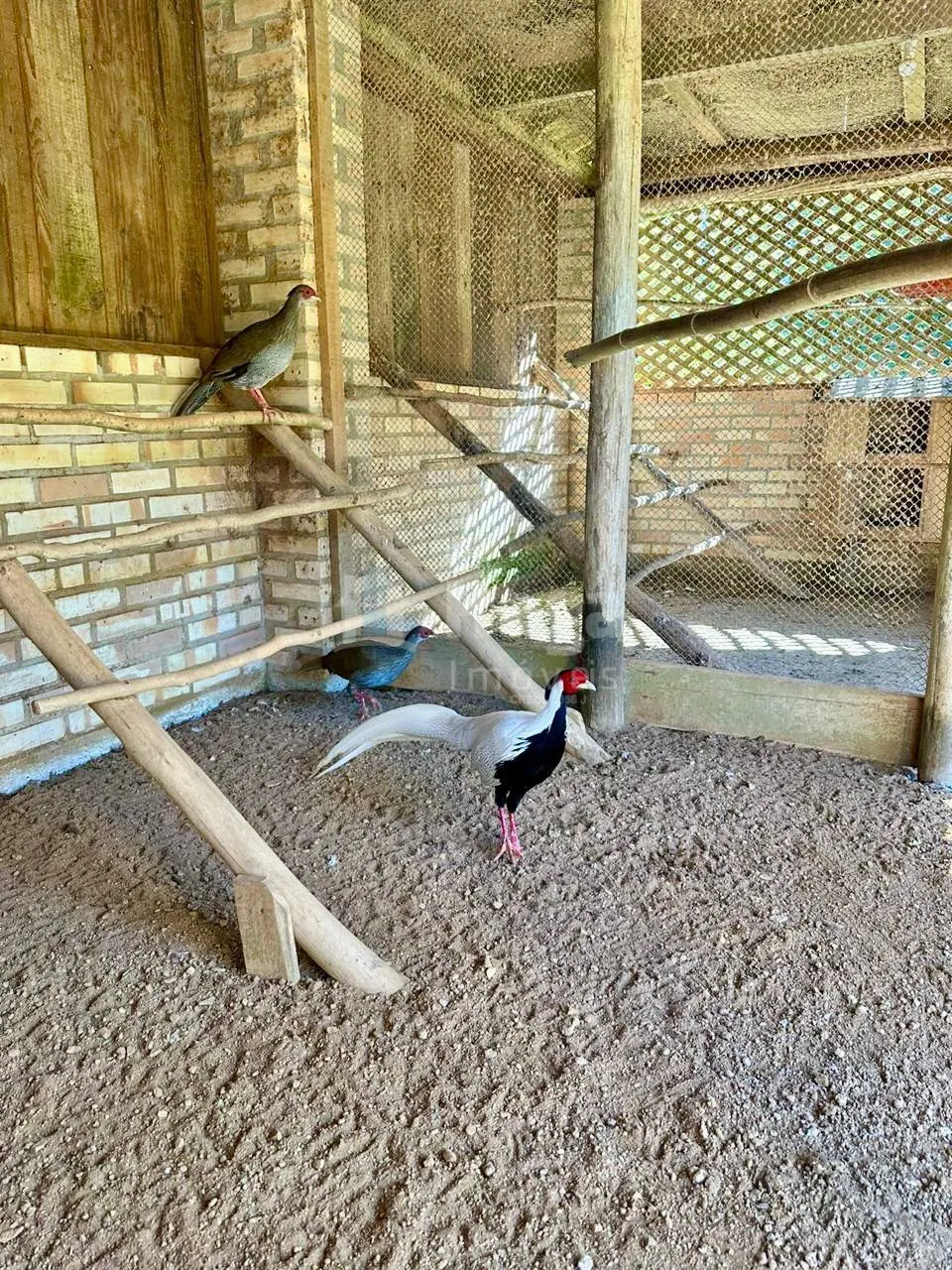 Chácara à venda de 13 ha em Angelina, SC, Brasil
