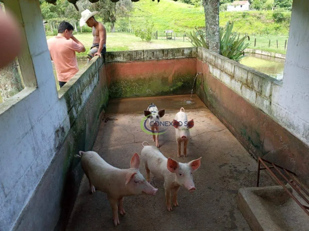 Fazenda à venda de 136 ha em Pindamonhangaba, SP, Brasil