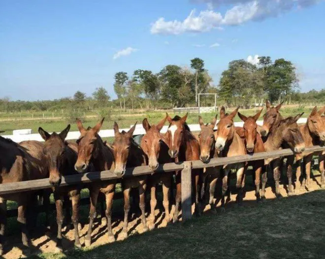 Fazenda à venda de 4.000 ha em Bahía Negra, Paraguai