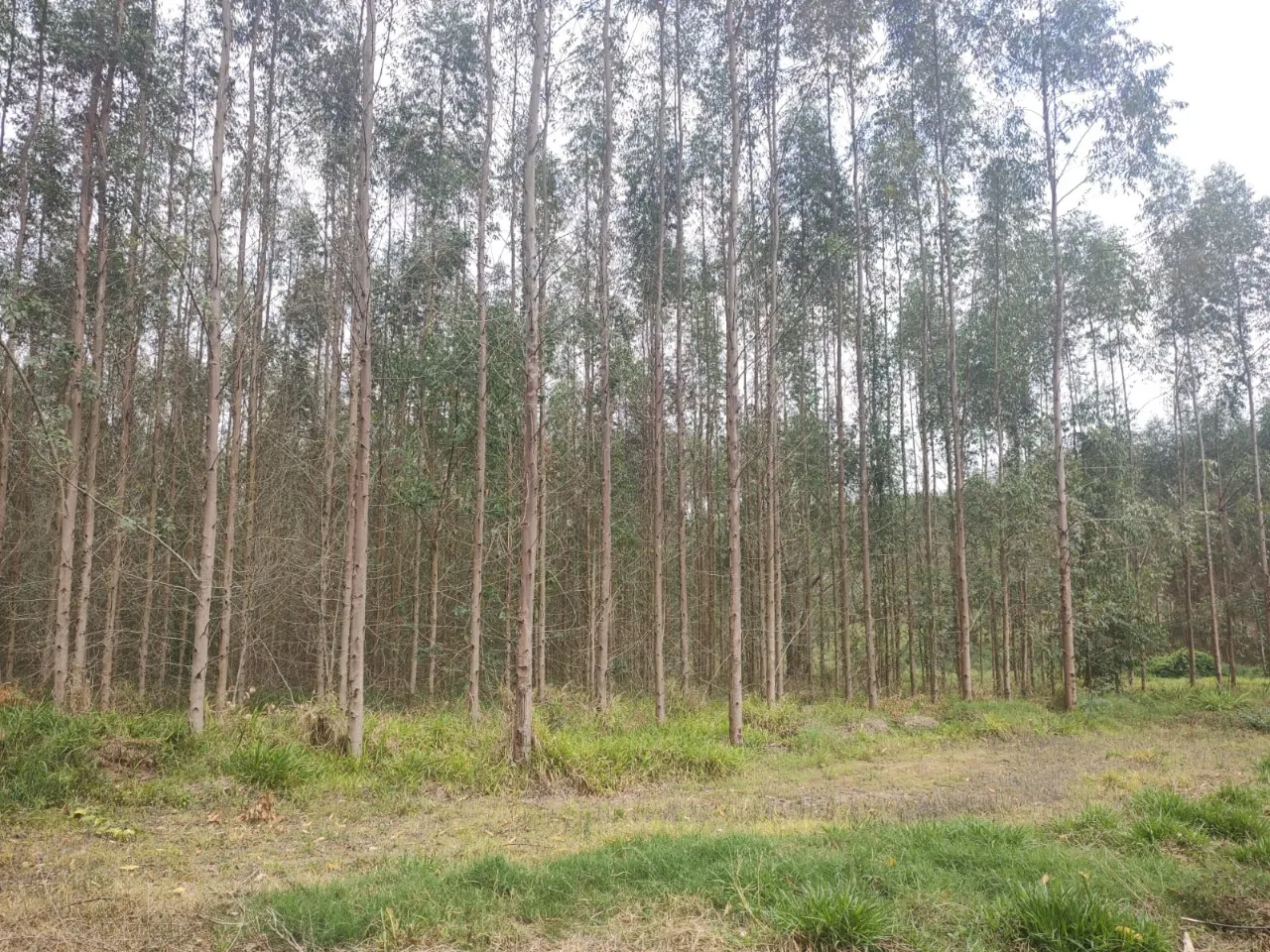 Fazenda à venda de 239 ha em Pardinho, SP, Brasil