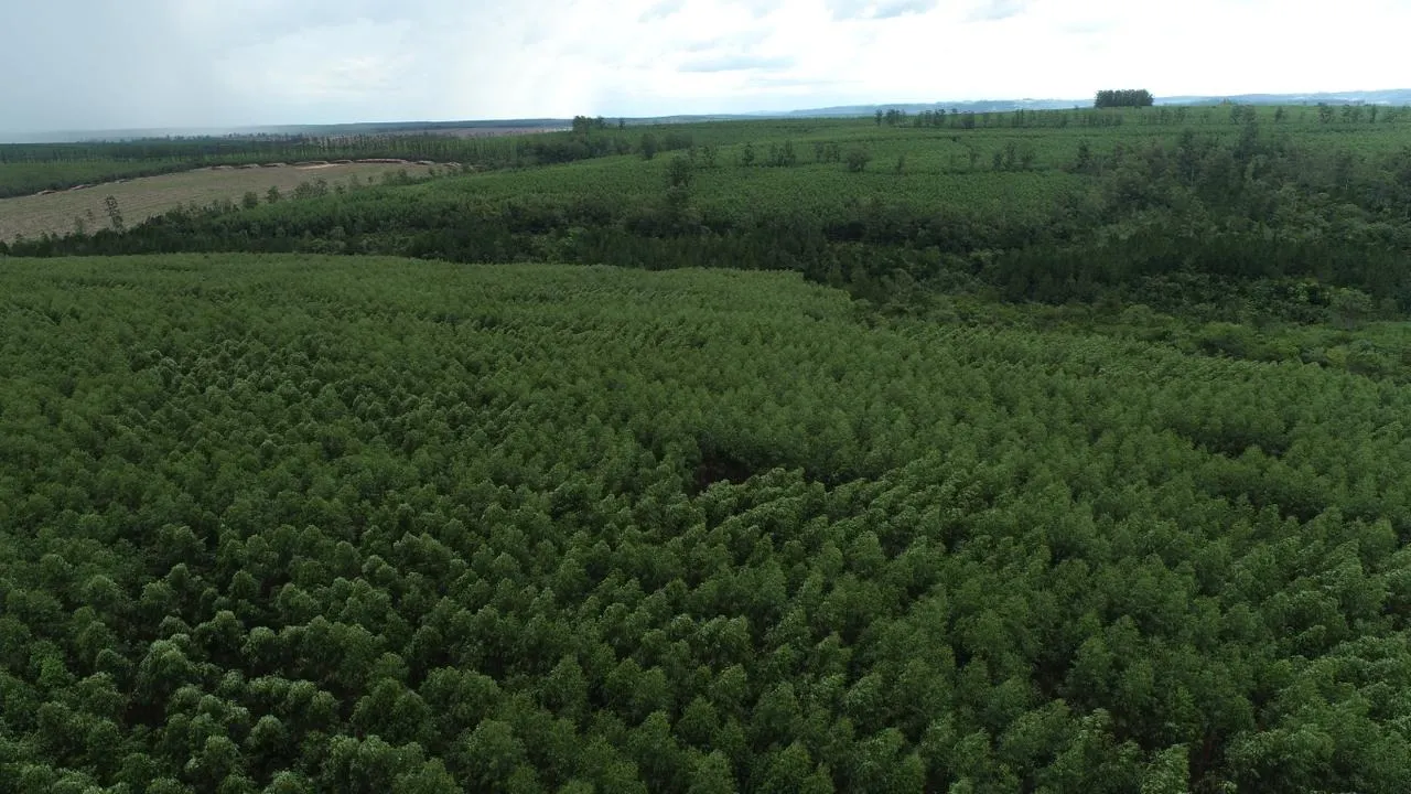 Fazenda à venda de 239 ha em Pardinho, SP, Brasil