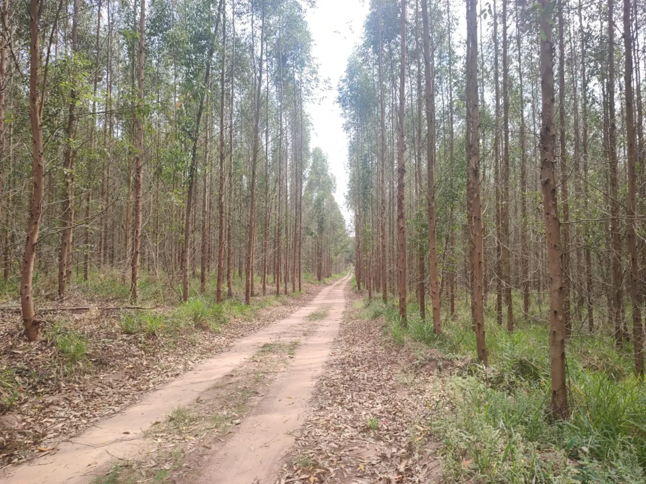 Fazenda à venda de 239 ha em Pardinho, SP, Brasil