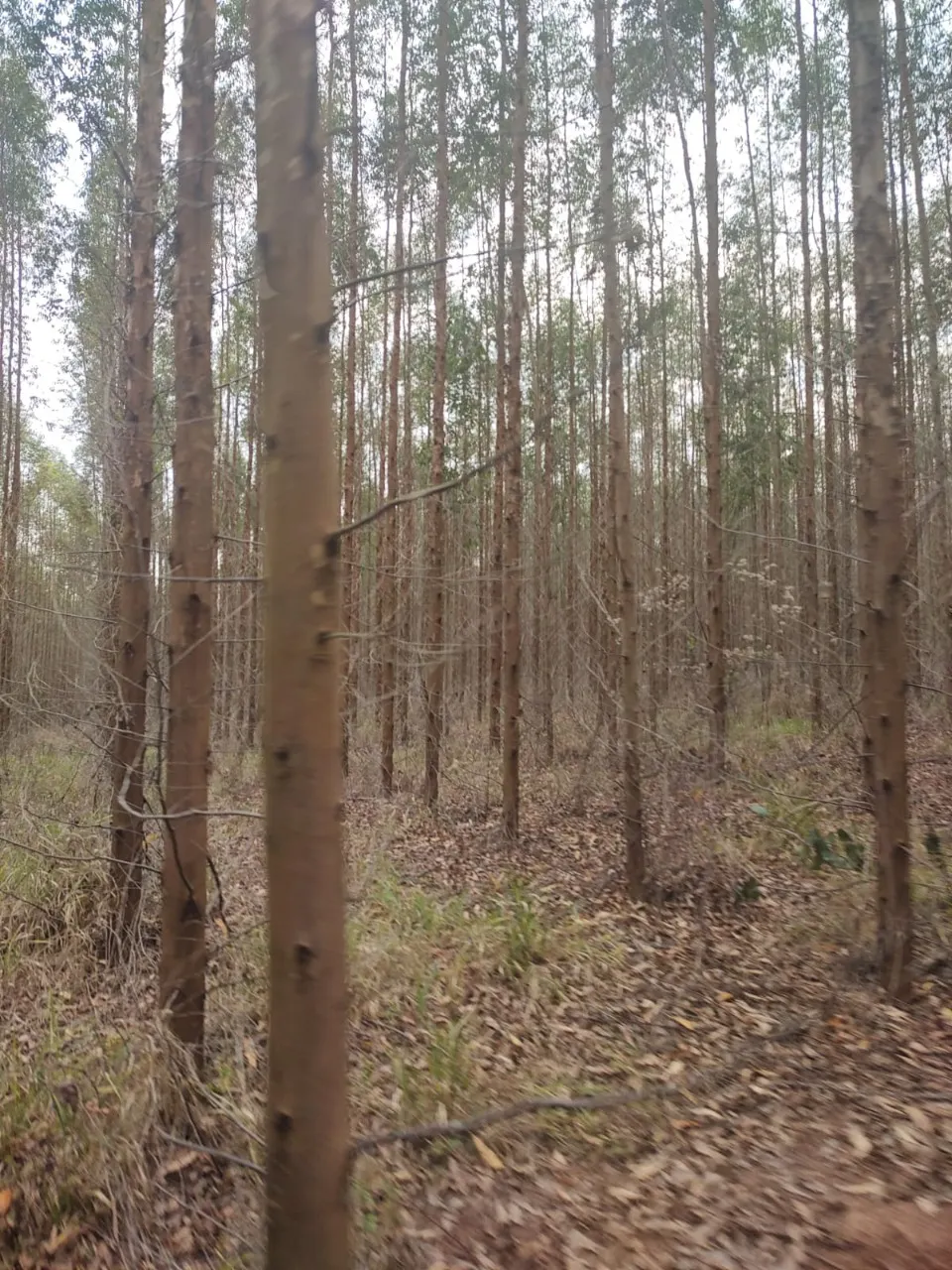 Fazenda à venda de 239 ha em Pardinho, SP, Brasil