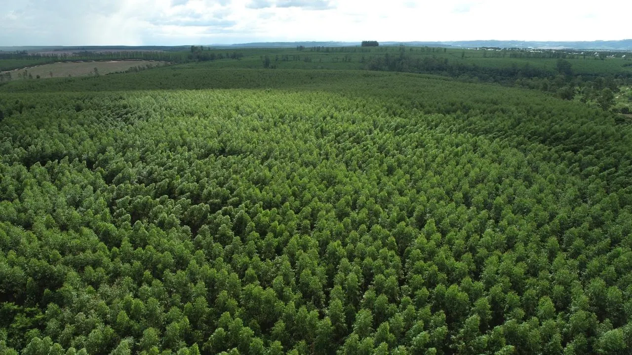 Fazenda à venda de 239 ha em Pardinho, SP, Brasil