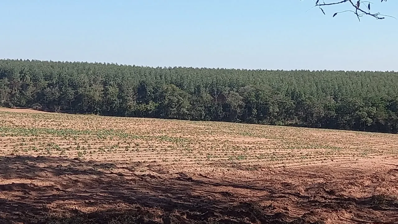 Fazenda à venda de 239 ha em Pardinho, SP, Brasil