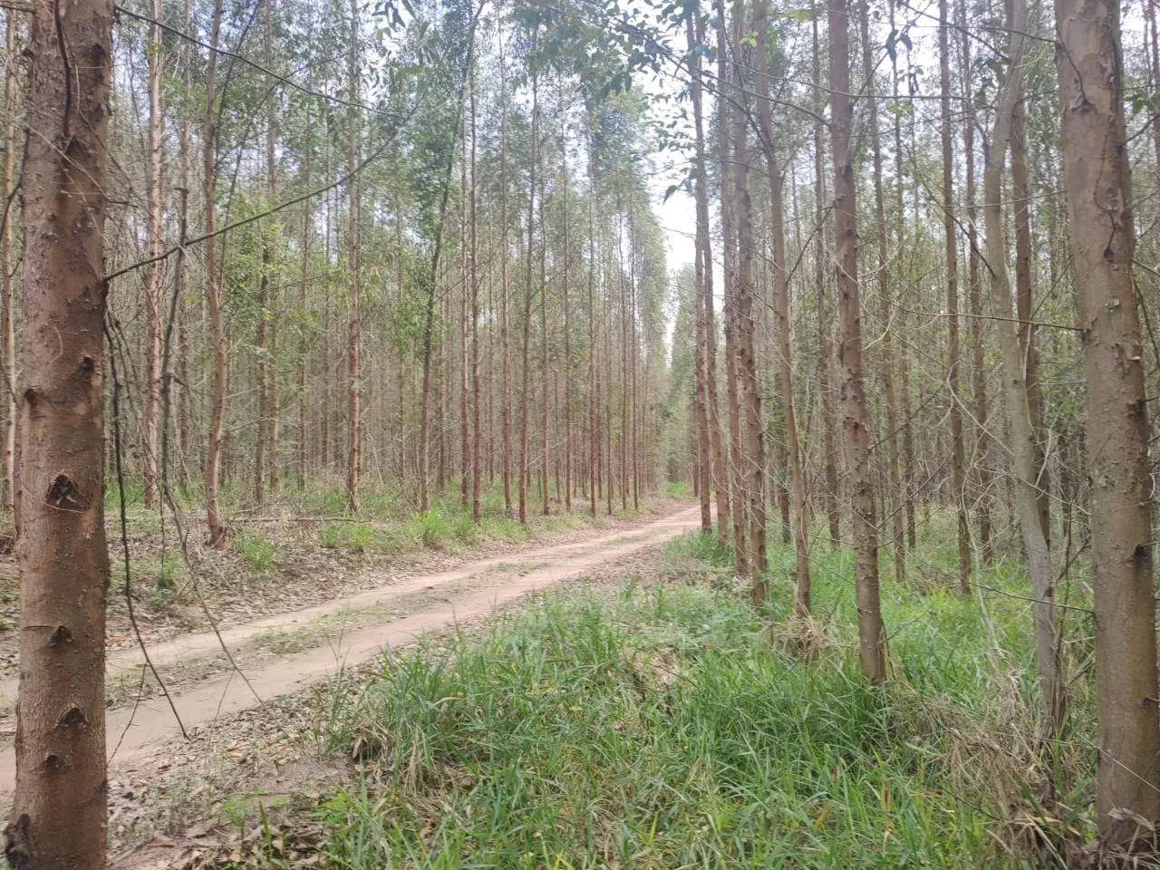 Fazenda à venda de 239 ha em Pardinho, SP, Brasil