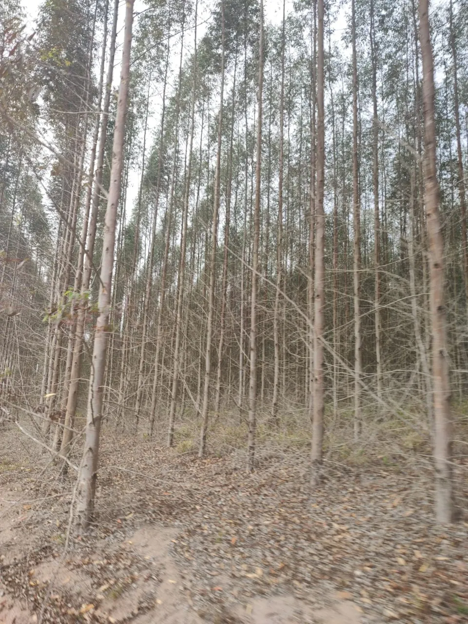 Fazenda à venda de 239 ha em Pardinho, SP, Brasil