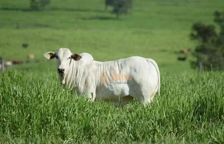 Fazenda à venda de 800 ha em São Paulo, SP, Brasil